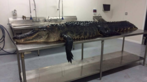 alligator processing, HACCP certified, alligators inc,