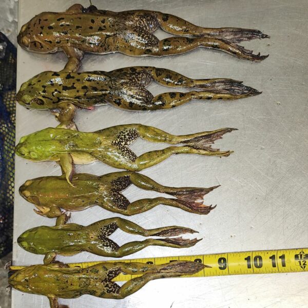 Wild caught frog legs fresh from South Florida